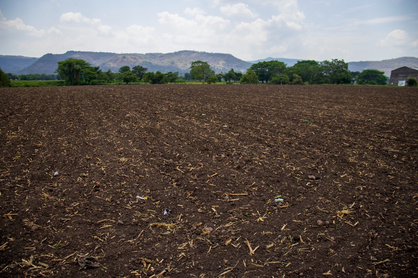 esteli