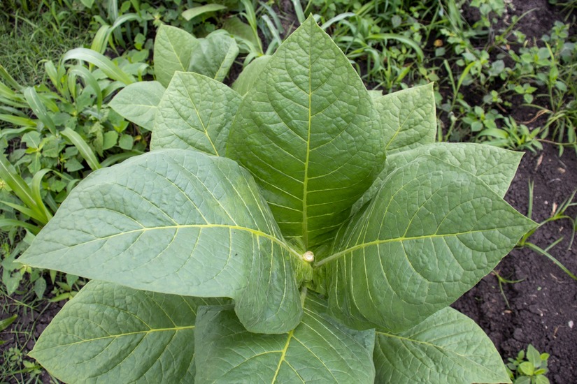 esteli