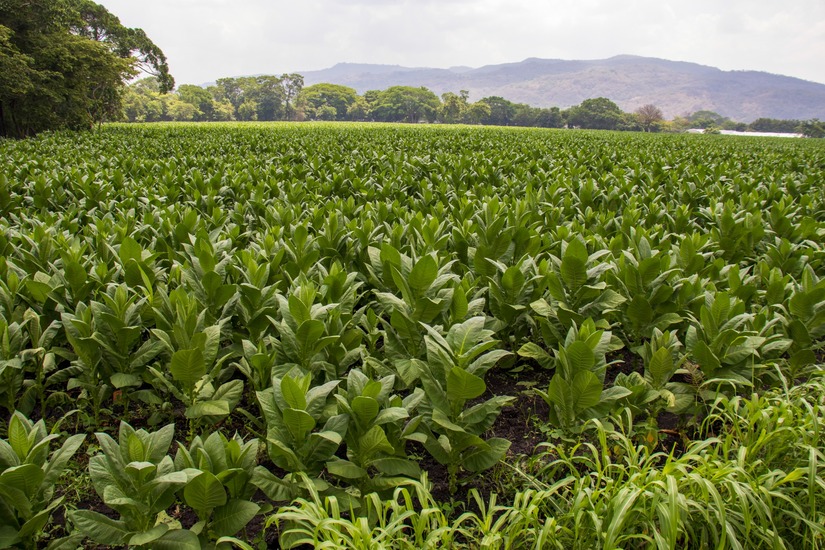 esteli