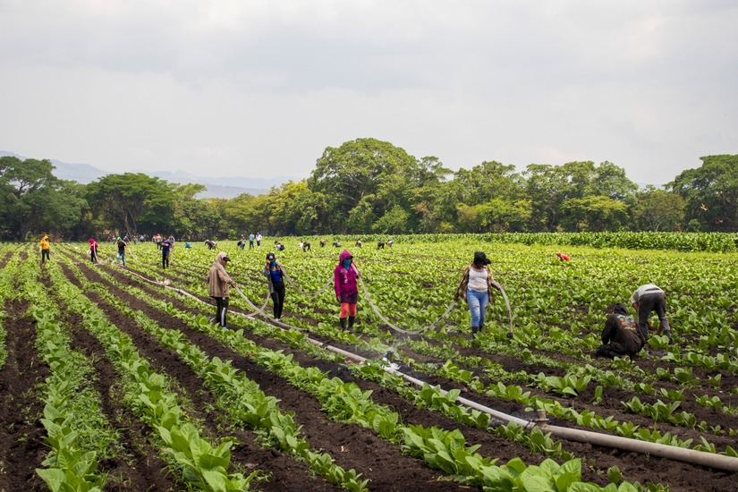 esteli