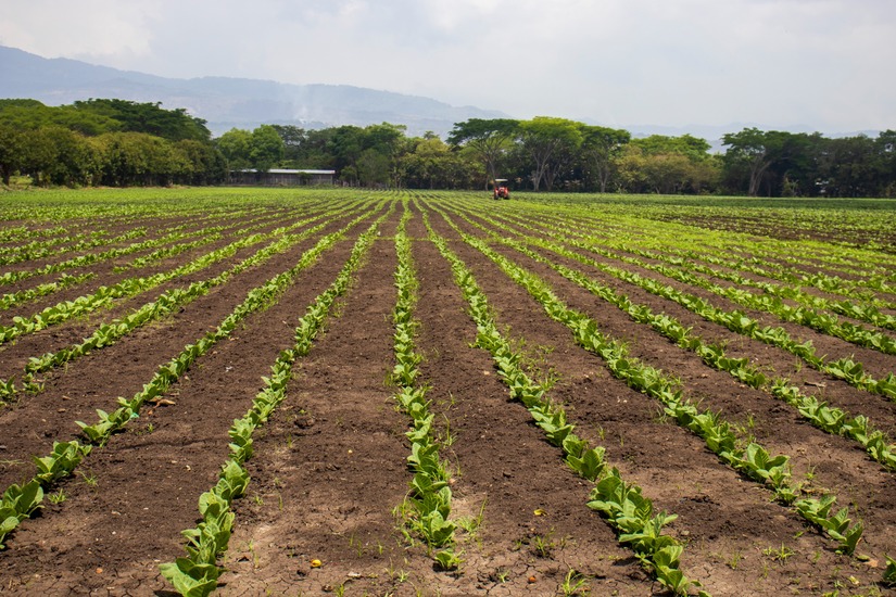 esteli