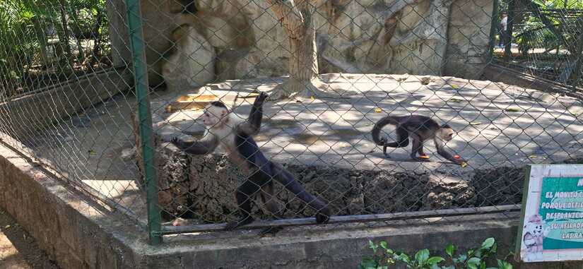 ZOO