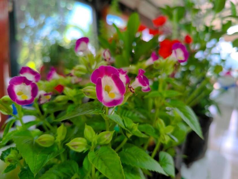 FLORES