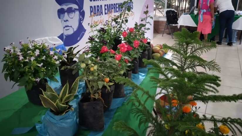 FLORES