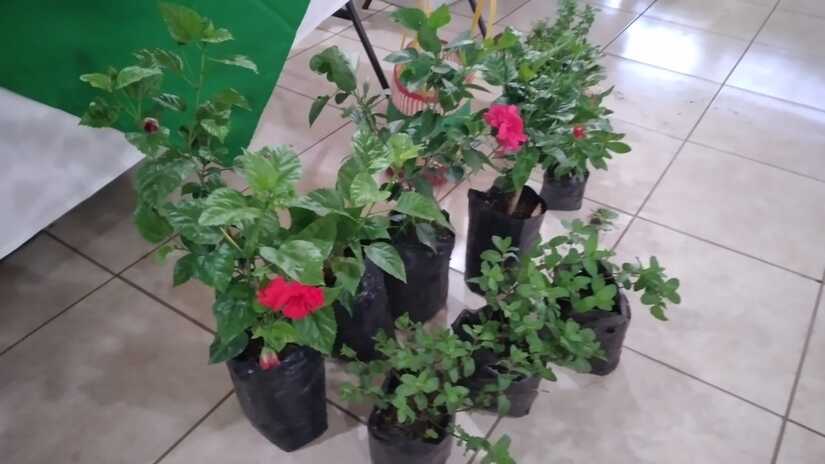 FLORES