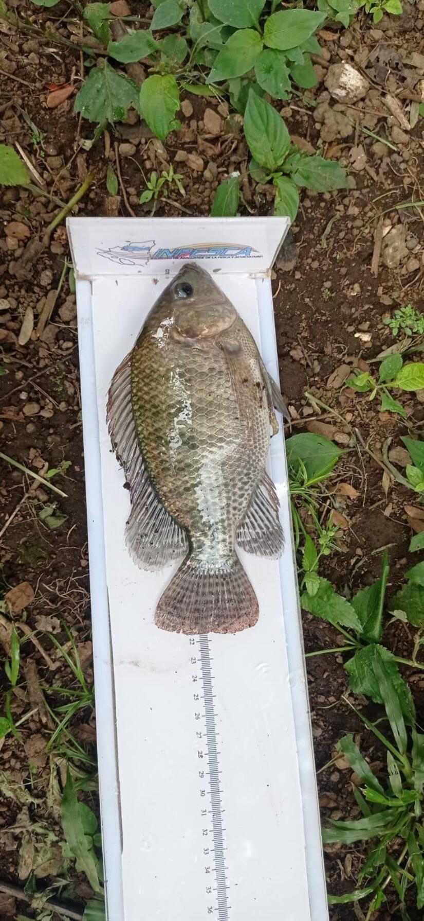 INPESCA4