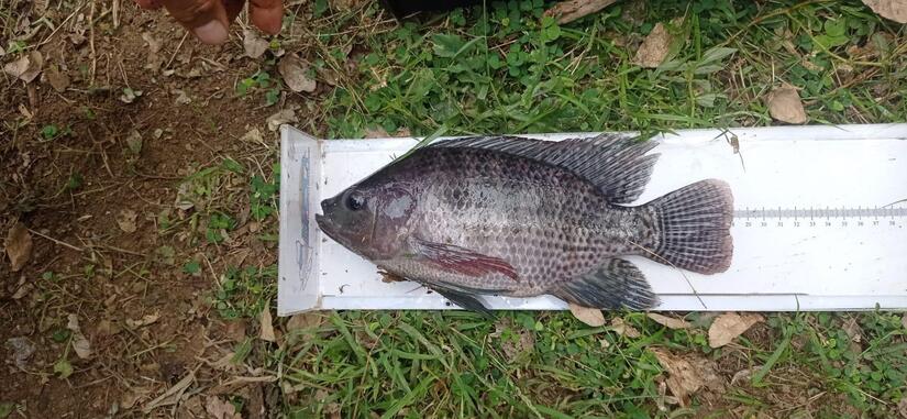 INPESCA7