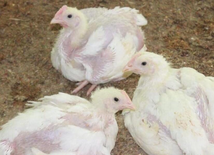 POLLO5