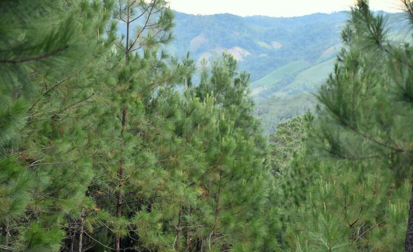 PINOS1