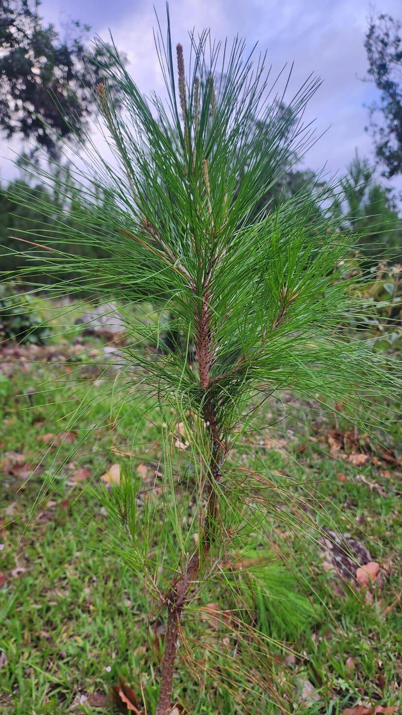 PINOS6