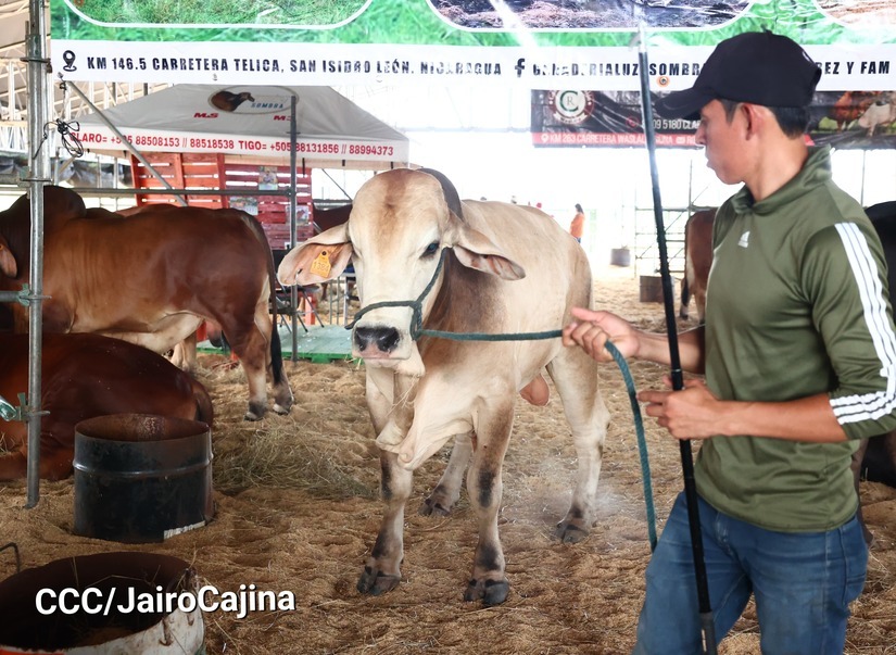 feria-7