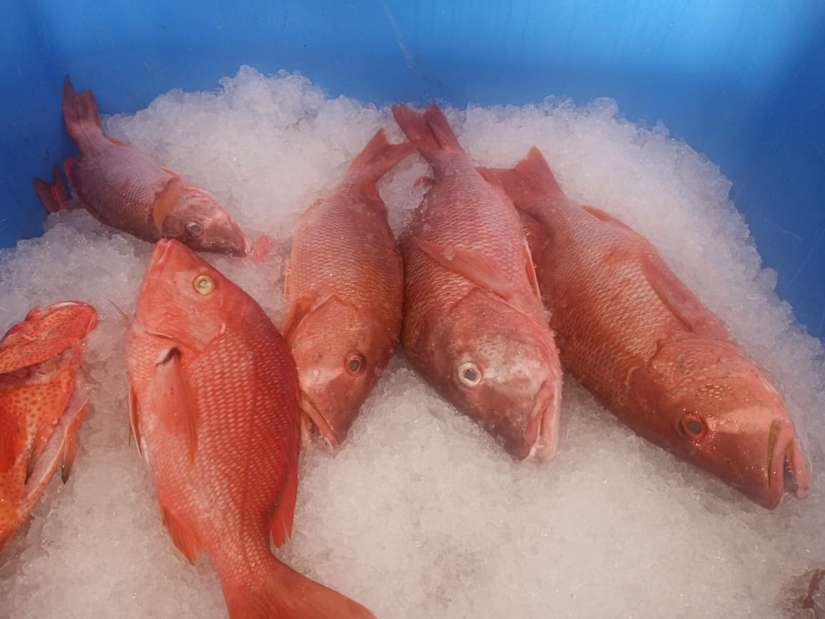 INPESCA8
