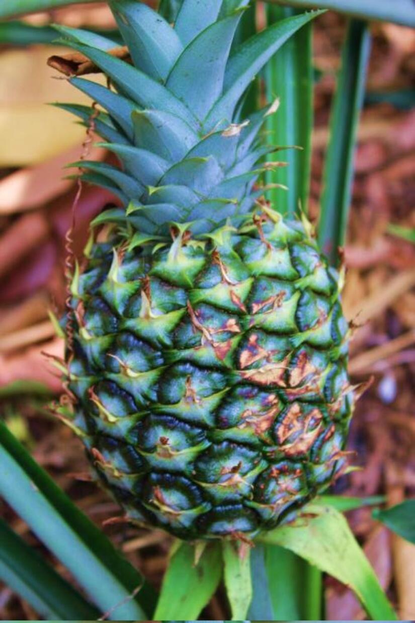 PINA3