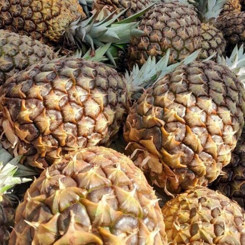 PINA6