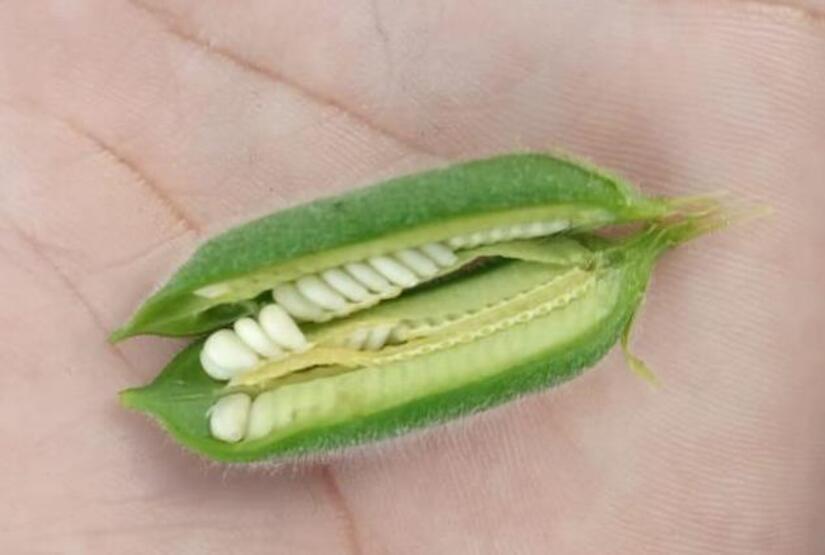 AJONJOLI7
