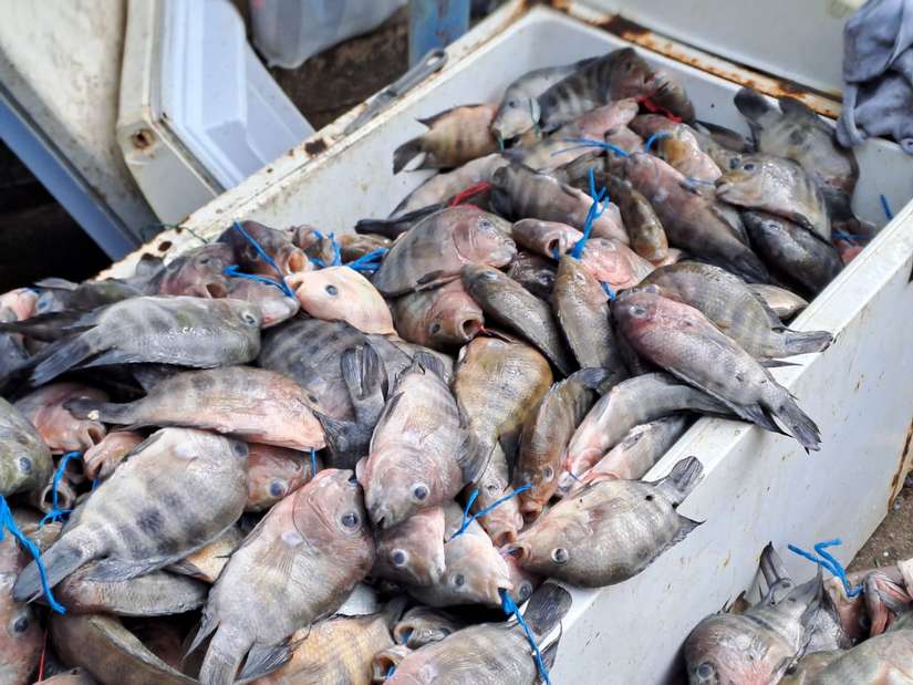 INPESCA2