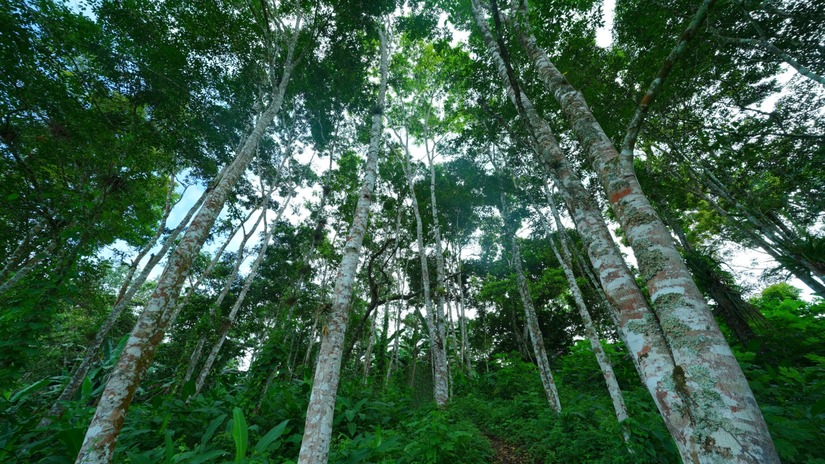 bosque-1
