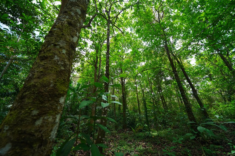 bosque-2