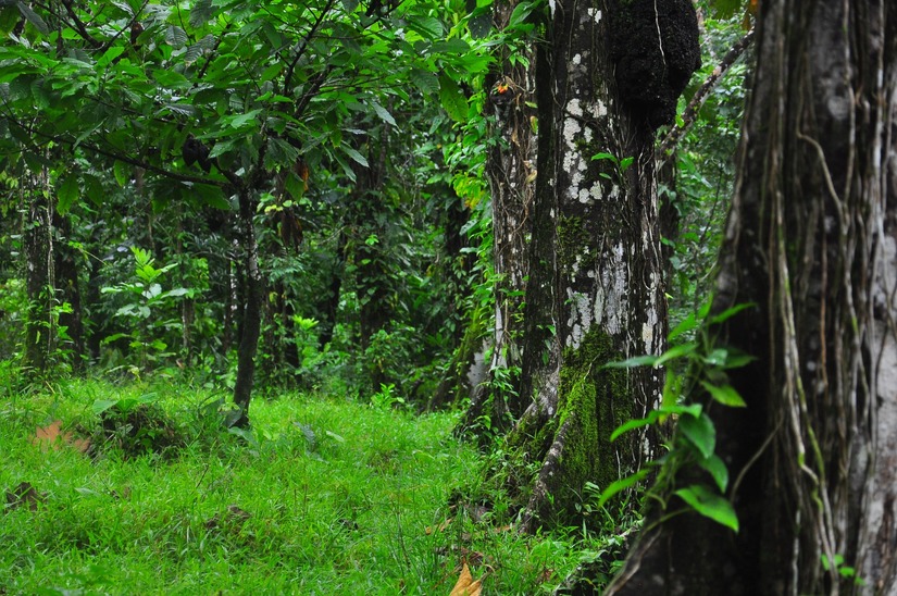 bosque-3