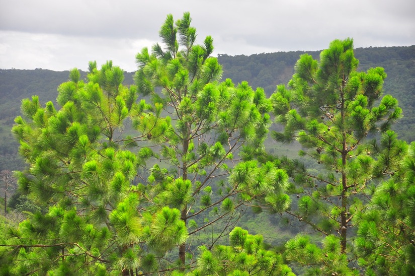 bosque-4