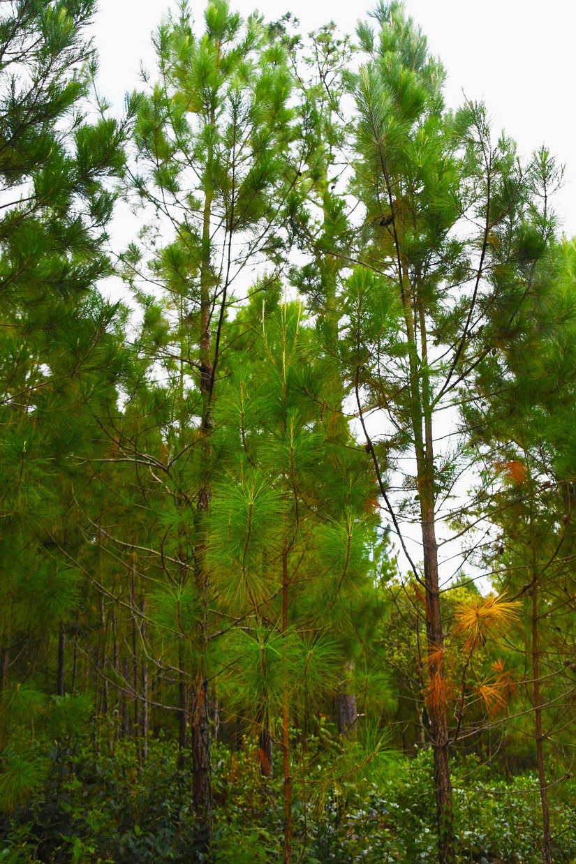 bosque-5