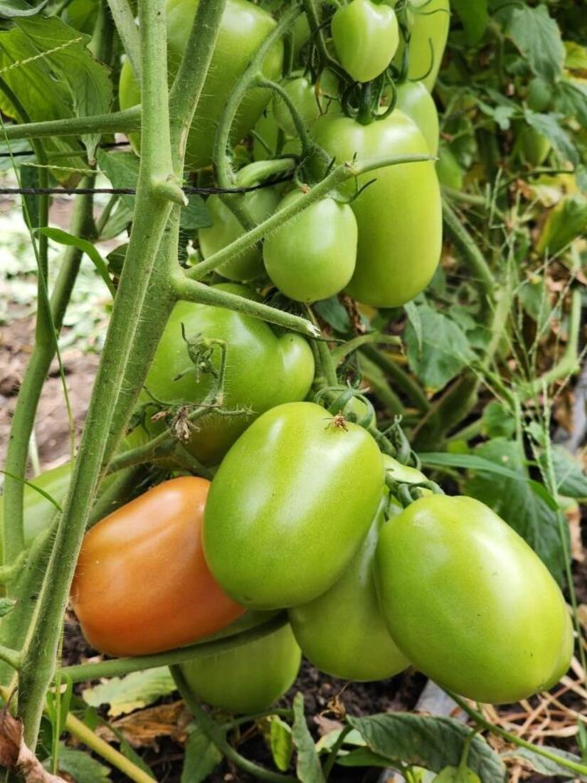 tomate7