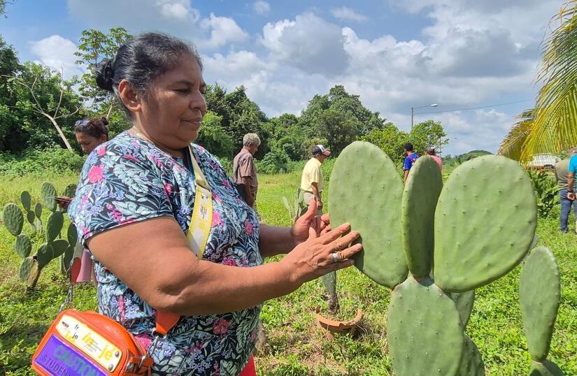 nopal4