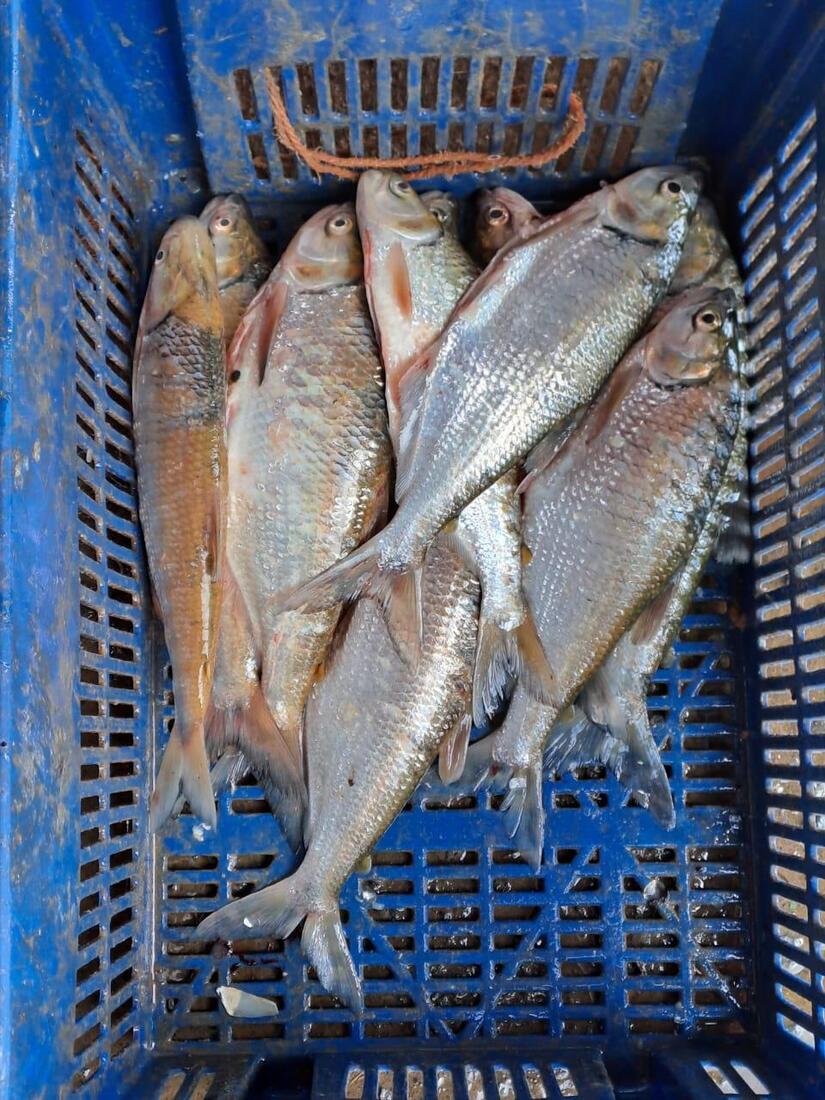 PESCA5