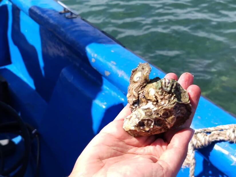 inpesca-3