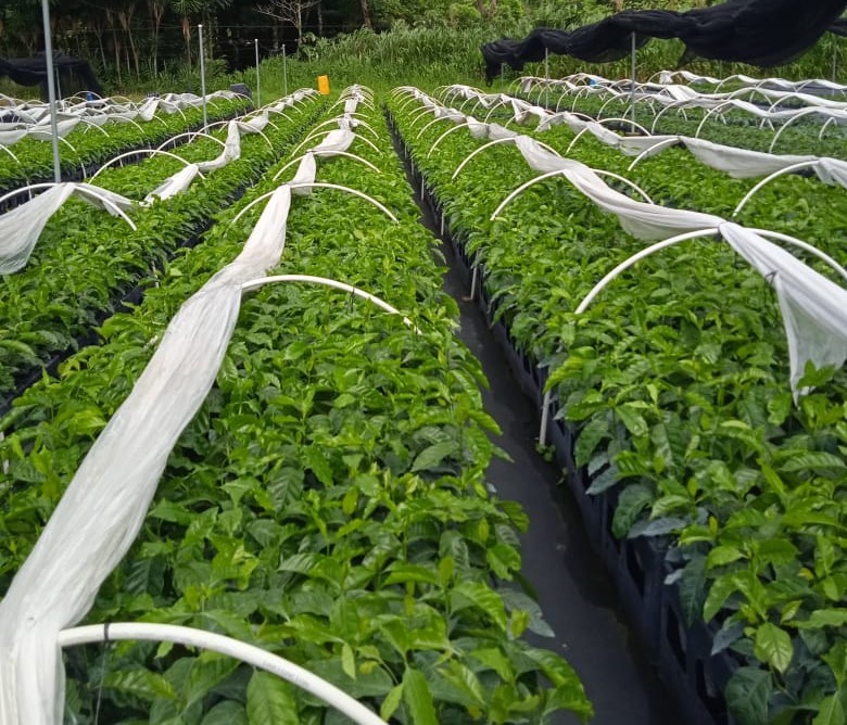 vivero-(2)
