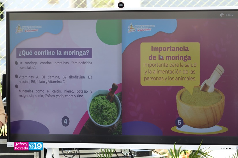 moringa-16