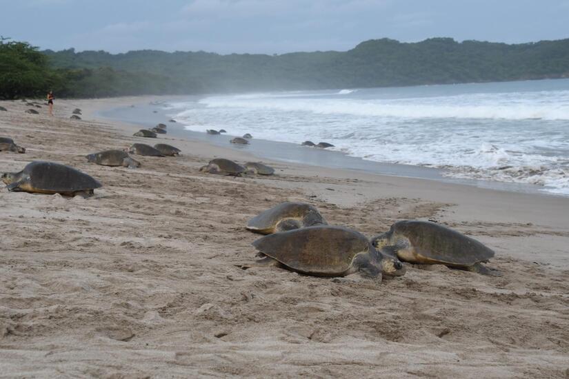 TORTUGAS1