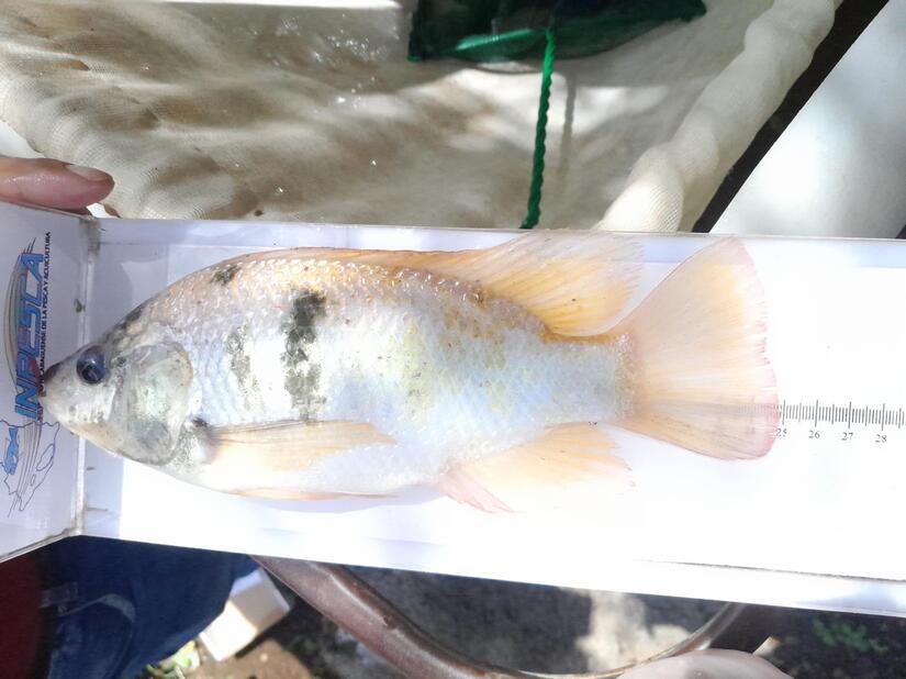 INPESCA5