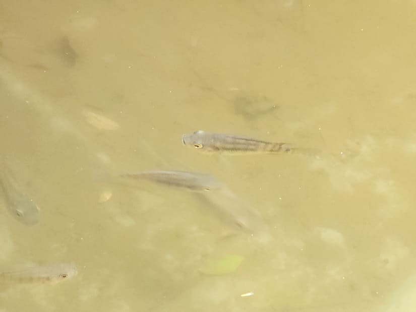 PECES16