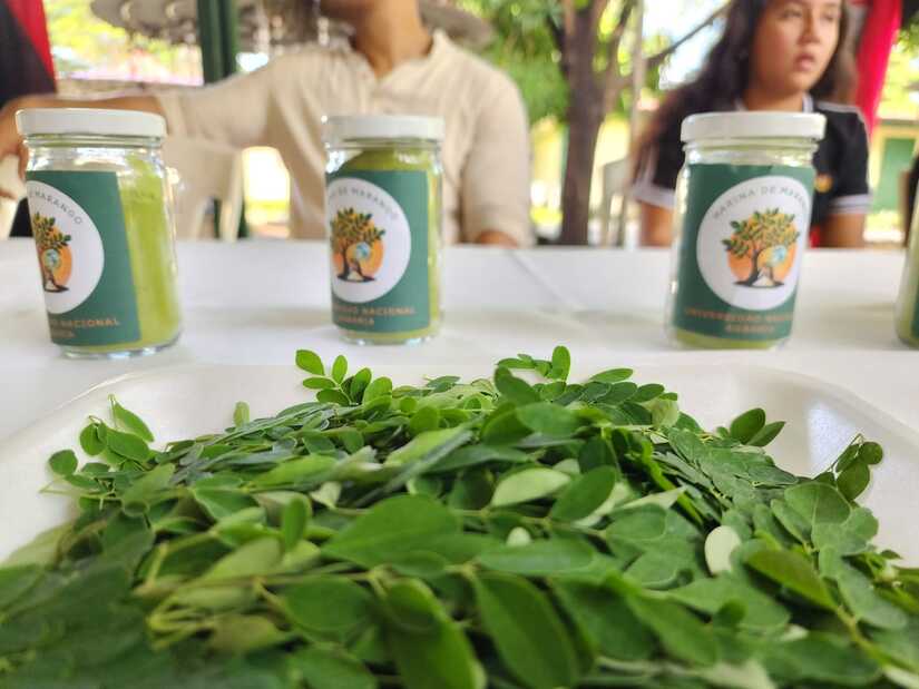 MORINGA14