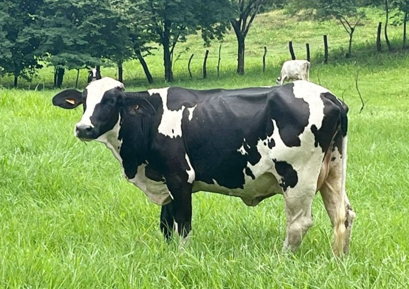 ganado-5