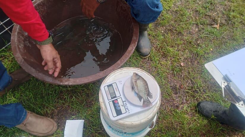 inpesca-1