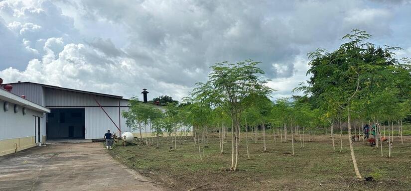 MORINGA6