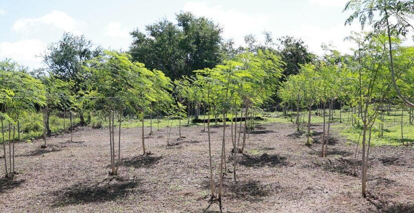 MORINGA7
