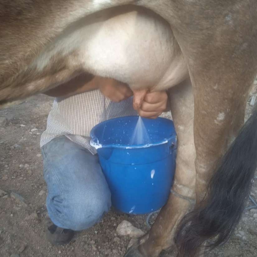 LECHE3