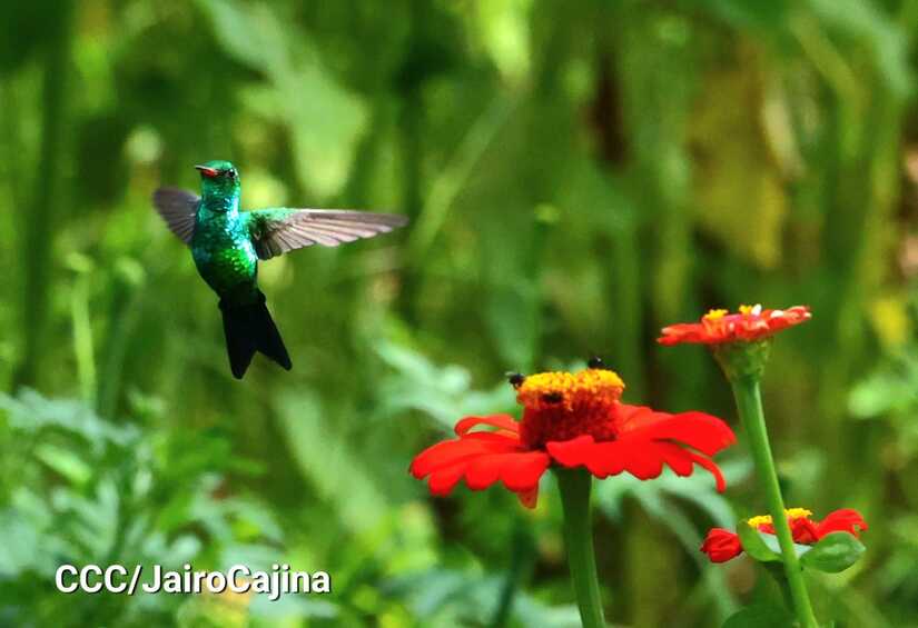 FLORES-(1)
