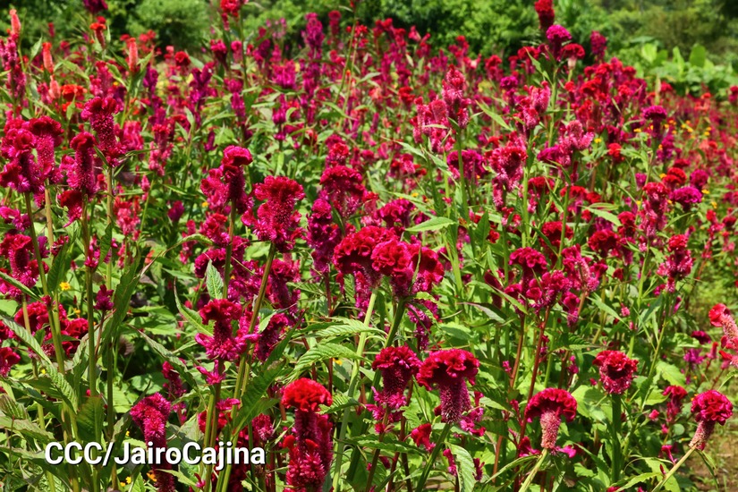 FLORES-(16)
