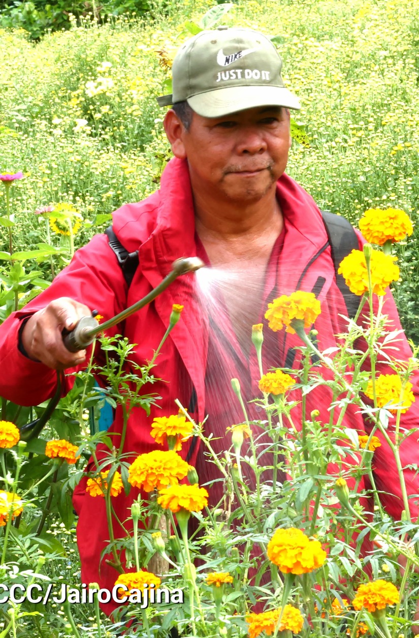 FLORES-(4)
