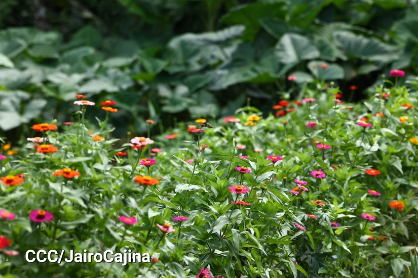 FLORES-(6)