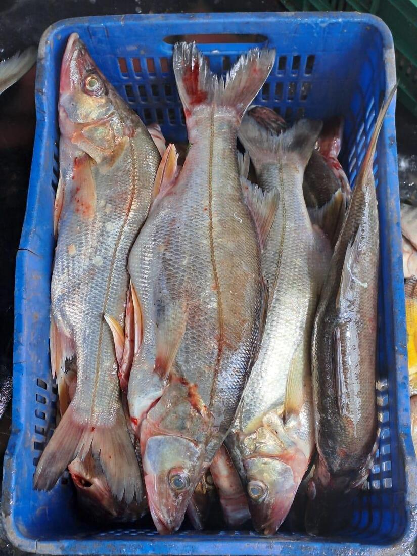 INPESCA11