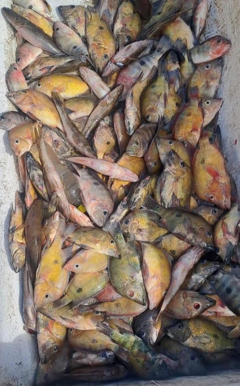 INPESCA14
