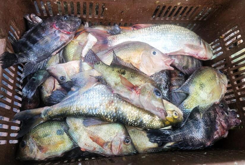 INPESCA17