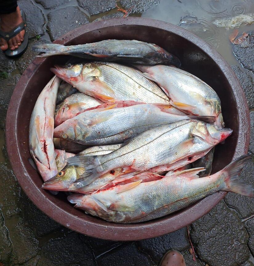 INPESCA8