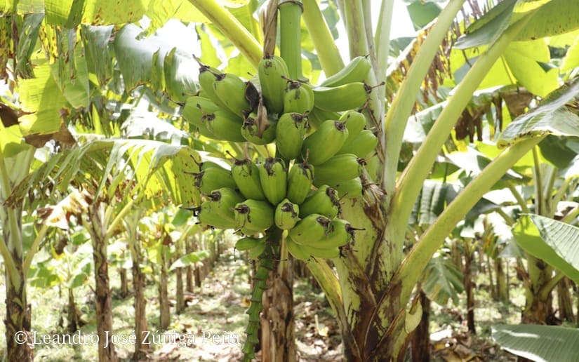 platano