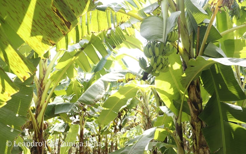 platano